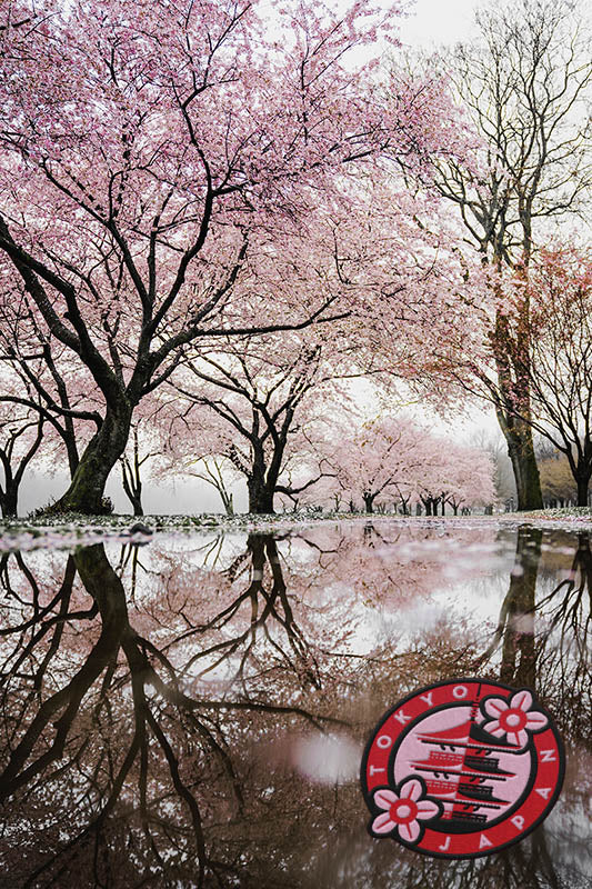 Tokyo sticker with cherry blossom background